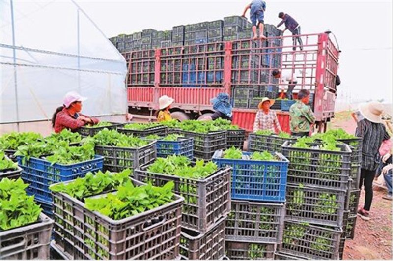 如何选择合适的大理食品批发商？这是一篇教程，教你如何在众多的供应商中找到最可靠的选择。